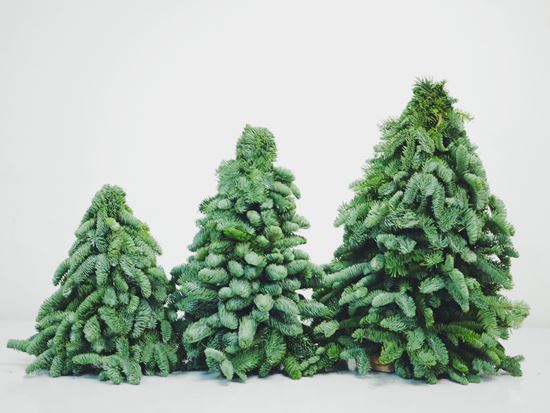 Fresh Nobilis Christmas Tree